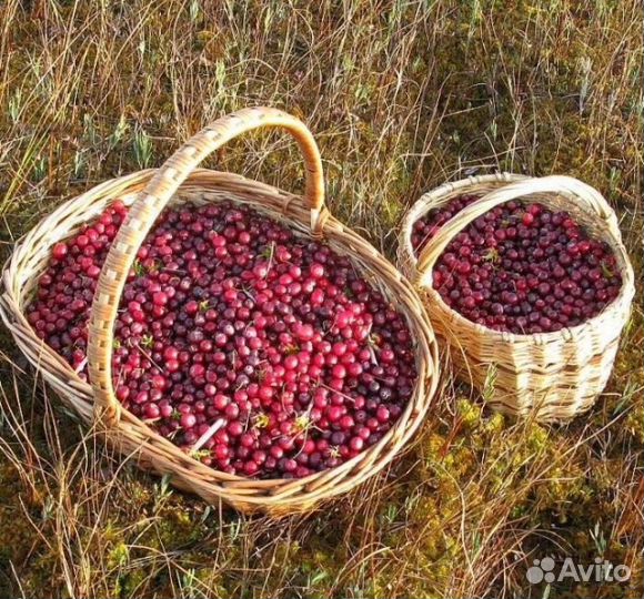 Клюква свежая