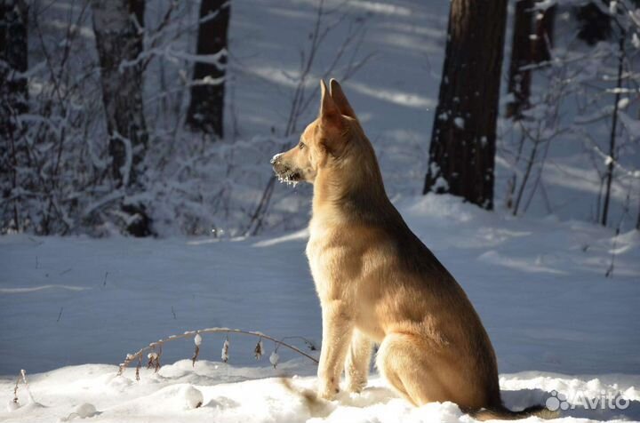 Метис лайки в дар