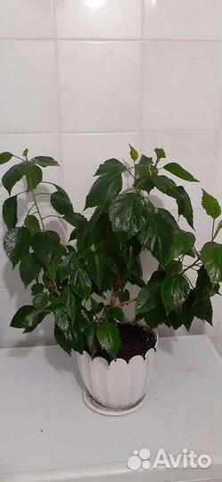 Сортовые гибискусы