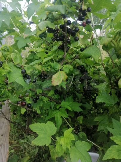 Участок 14 сот. (СНТ, ДНП)