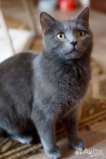 Кошка - красавица