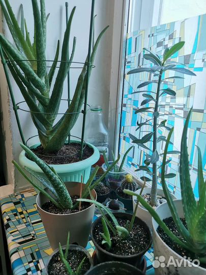 Алоэ растение