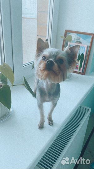 Мини йорк вязка