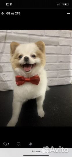 Стрижка собак мелких пород