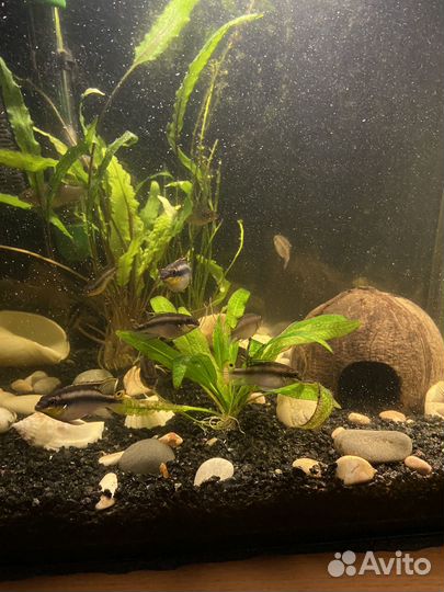 Пельвикахромис пульхера (рыба-попугайчик)