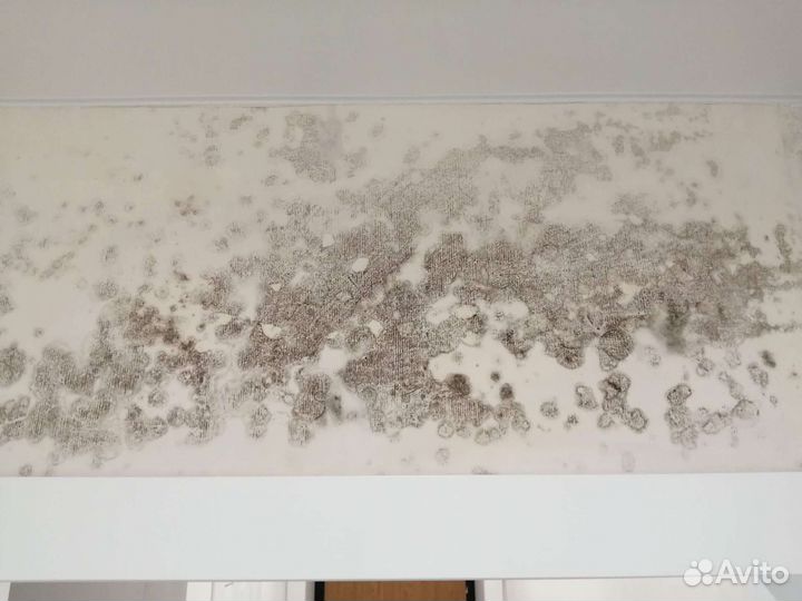 Обработка от грибка. Обработка от плесени