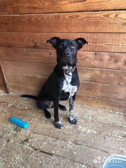 Витас грустит в приюте Некрасовка