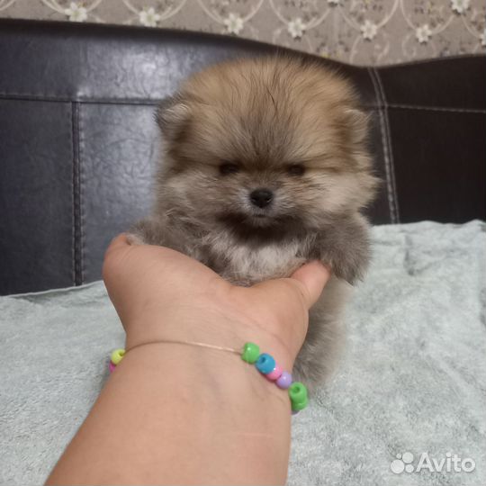 Померанский шпиц мини