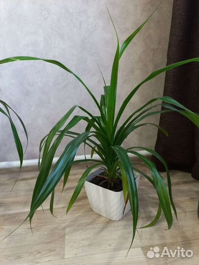 Пальма панданус