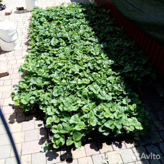 Рассада клубники ремонтантные сорта