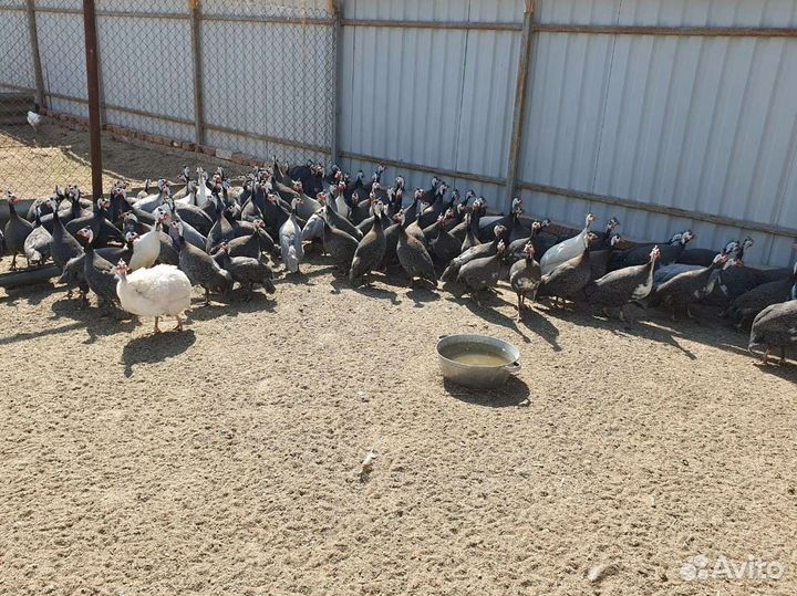 Цыплята Цесарки