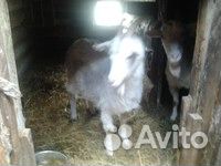 Продам козочек