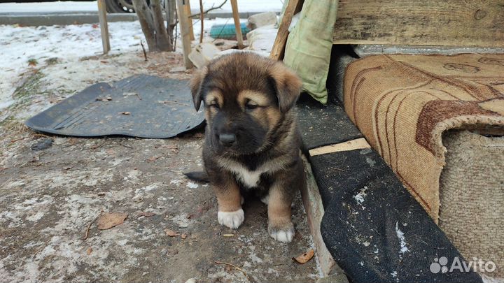 Щенки в добрые руки
