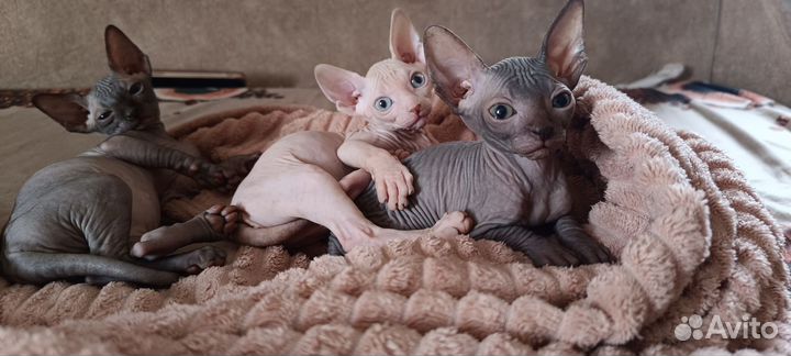Донской сфинкс котята