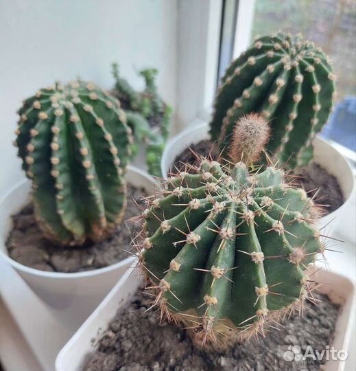 Кактусы цветущие