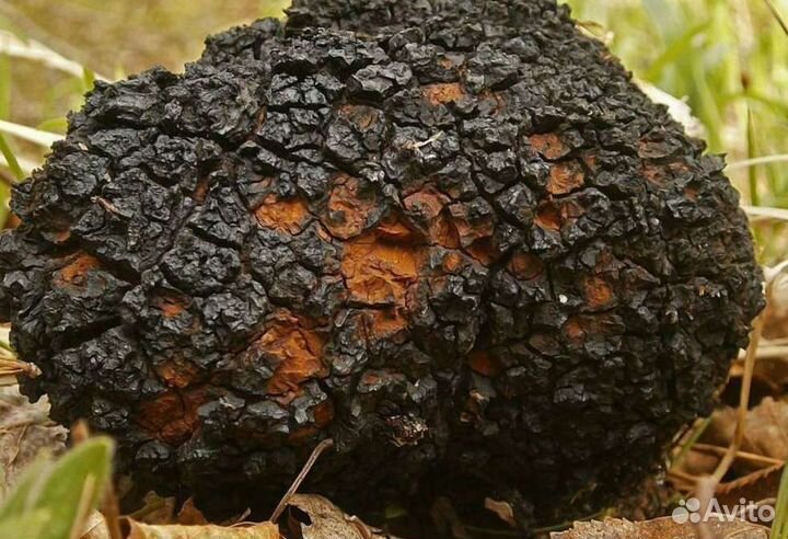 Березовый гриб чага