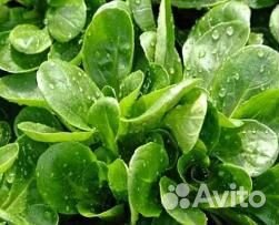 Семена полевого салата 