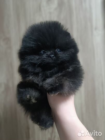 Померанский шпиц мини микро