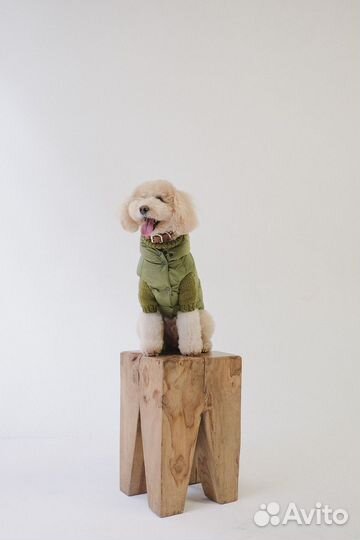 Собака (мальтипу) для фото и видео съемок