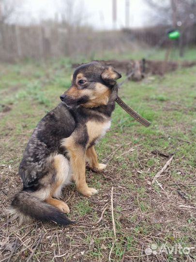 Собака Пикси