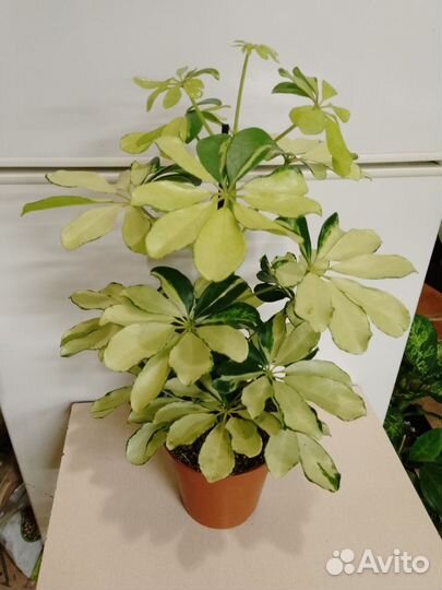 Шефлера мелани