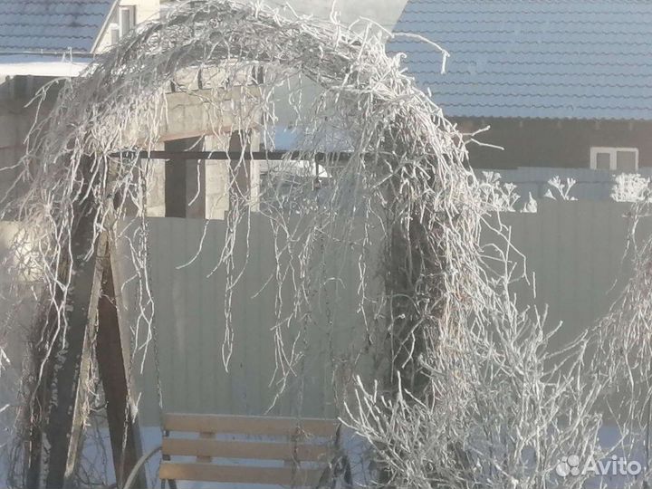 Саженцы винограда