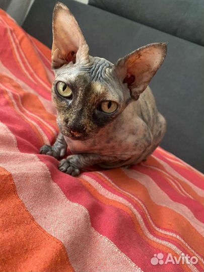 Кошечка в заботливые ручки