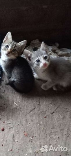 Кошки в добрые руки бесплатно