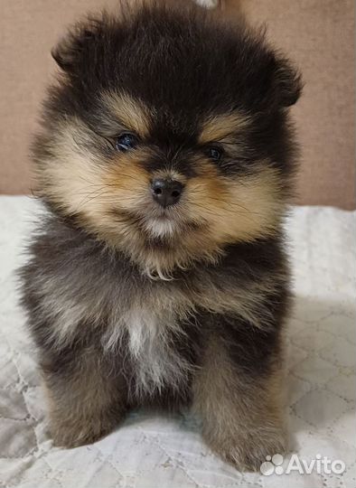 Мальчик Померанец