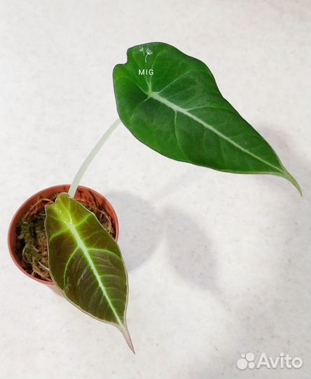 Алоказия black velvet