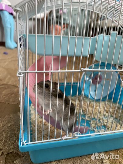 Хомяк с клеткой