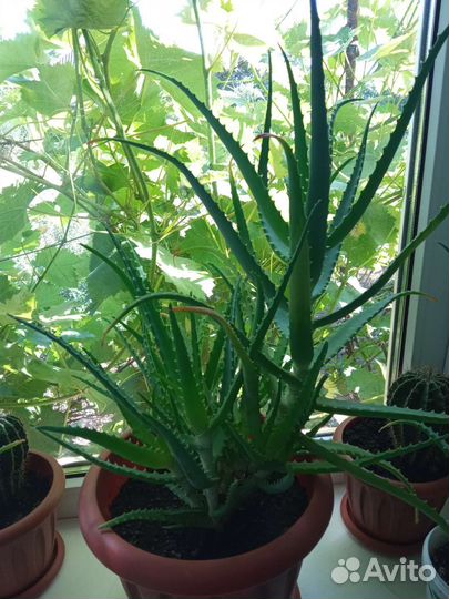 Алоэ древовидный лечебный