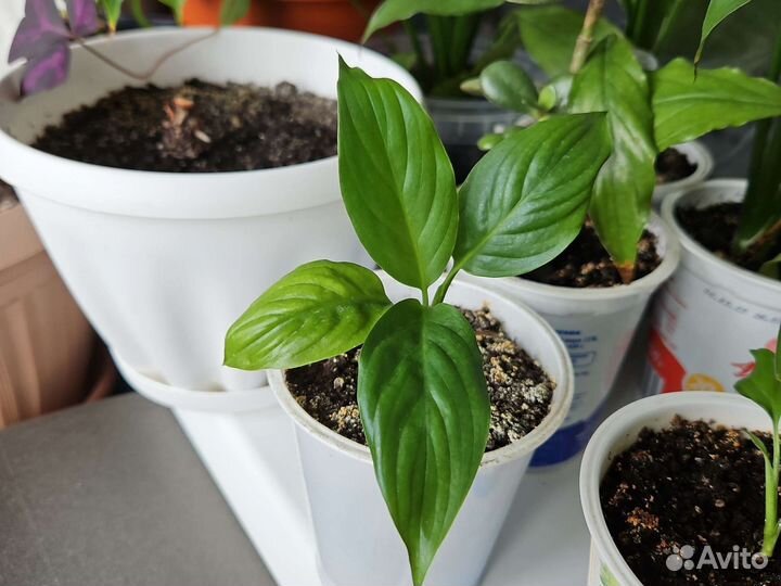 Спатифиллум несколько штук