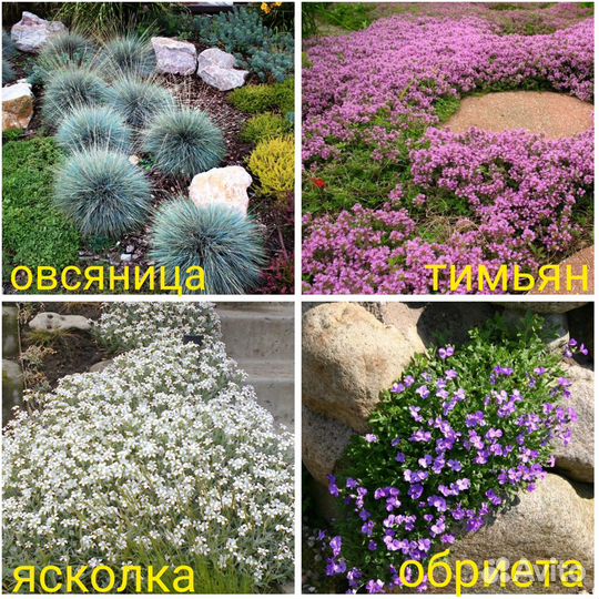 Овсяница, Ясколка, Тимьян, Обриета