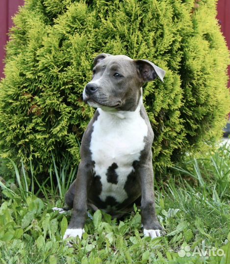 Амстафф щенки и подрощенные РКФ