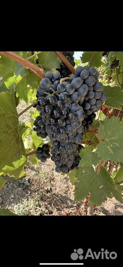 Виноград Молдова