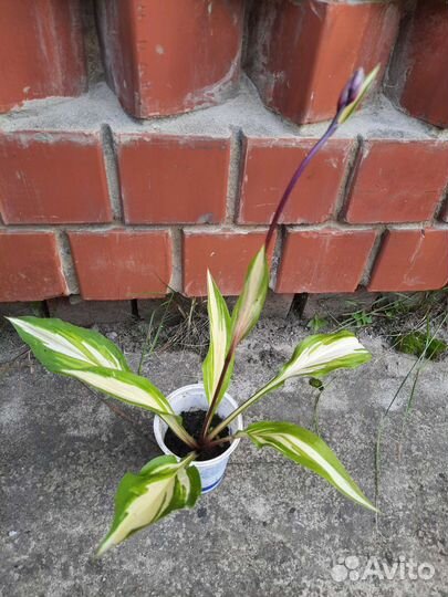 Голубая ель, кедр, хоста, подснежник красный