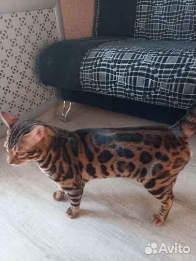 Бенгальские котята