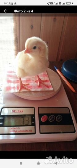 Продам цыплята бролеры кобб 500 (Чехия)