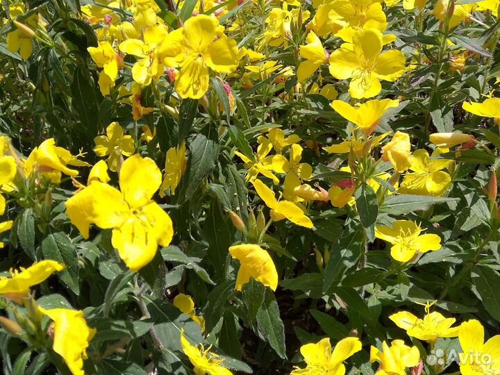 Цветы почвопокровные