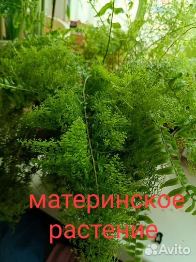 Комнатные цветы