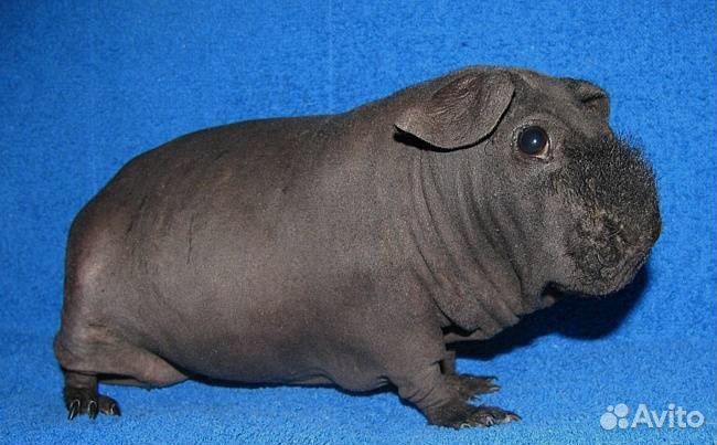 Морская свинка Скини