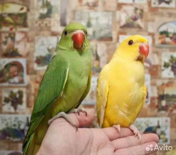 Ручные Ожереловые птенцы