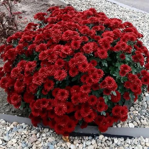 Мультифлора хризантема