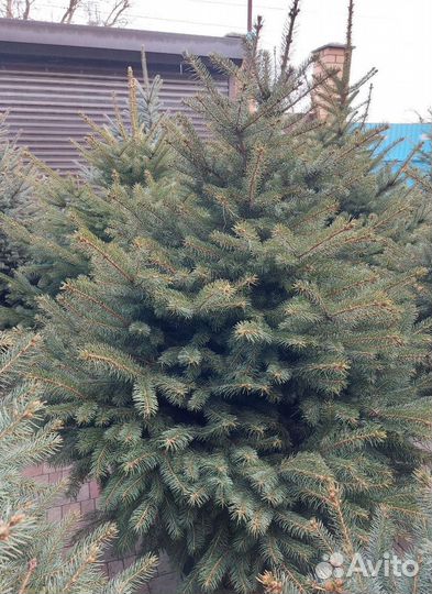 Премиум Ели от 0.8м