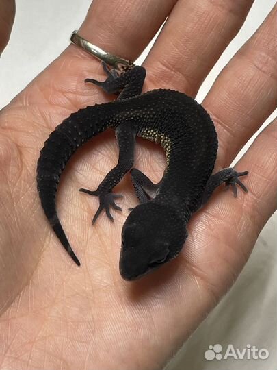 Эублефар Black Night