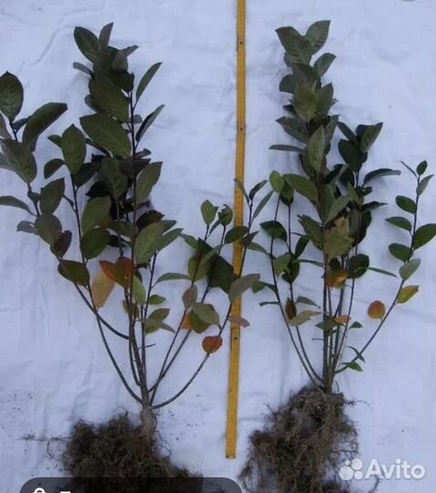 Саженцы черноплодной рябины(оптом)