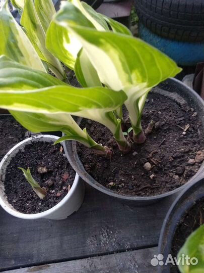 Хоста, ирисы