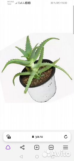 Алоэ древовидное