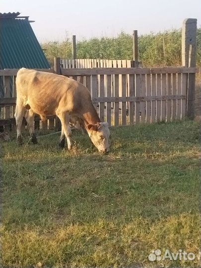 Продам Бычков